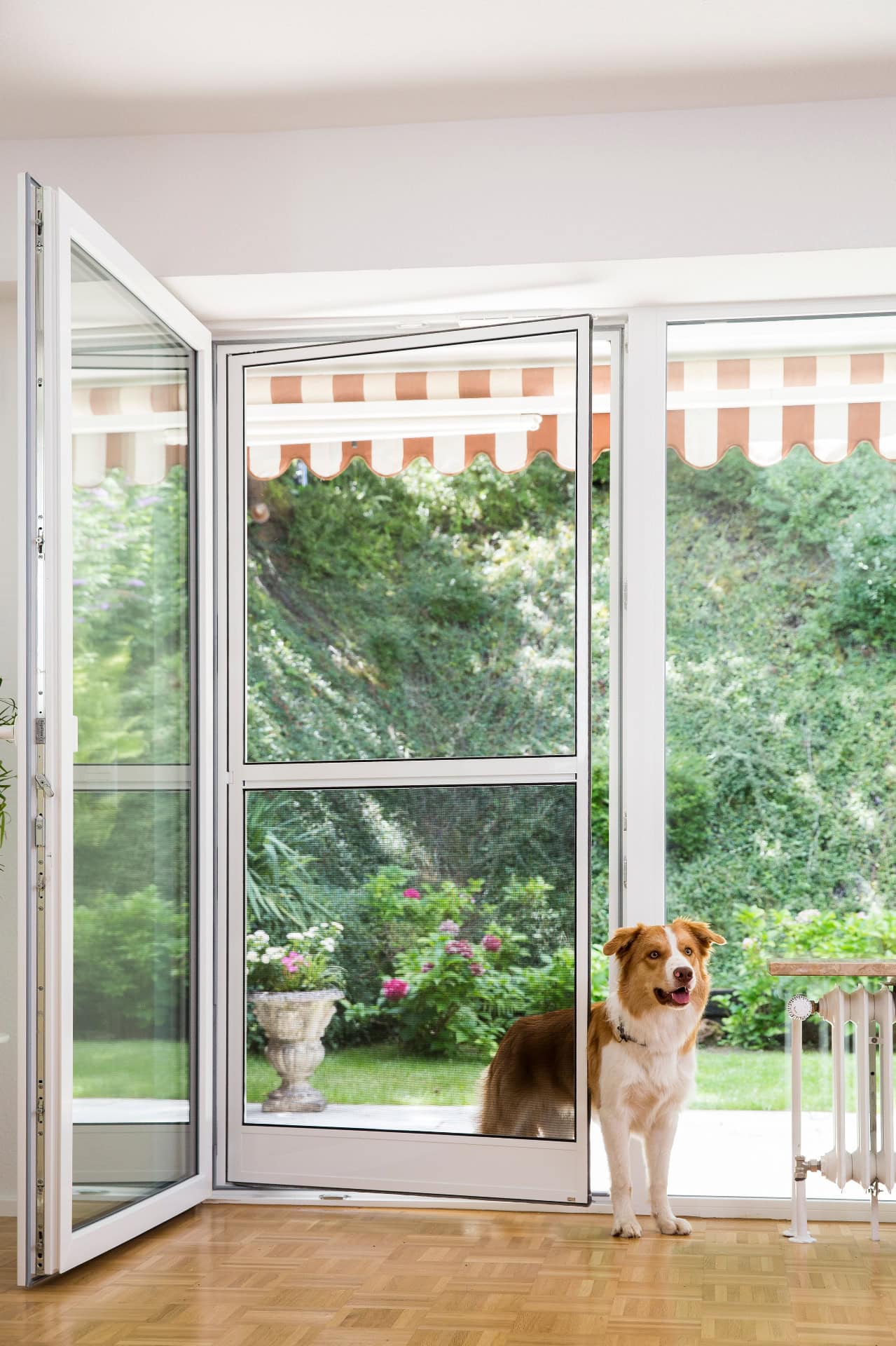 Hund läuft durch eine Insektenschutz-Pendeltür