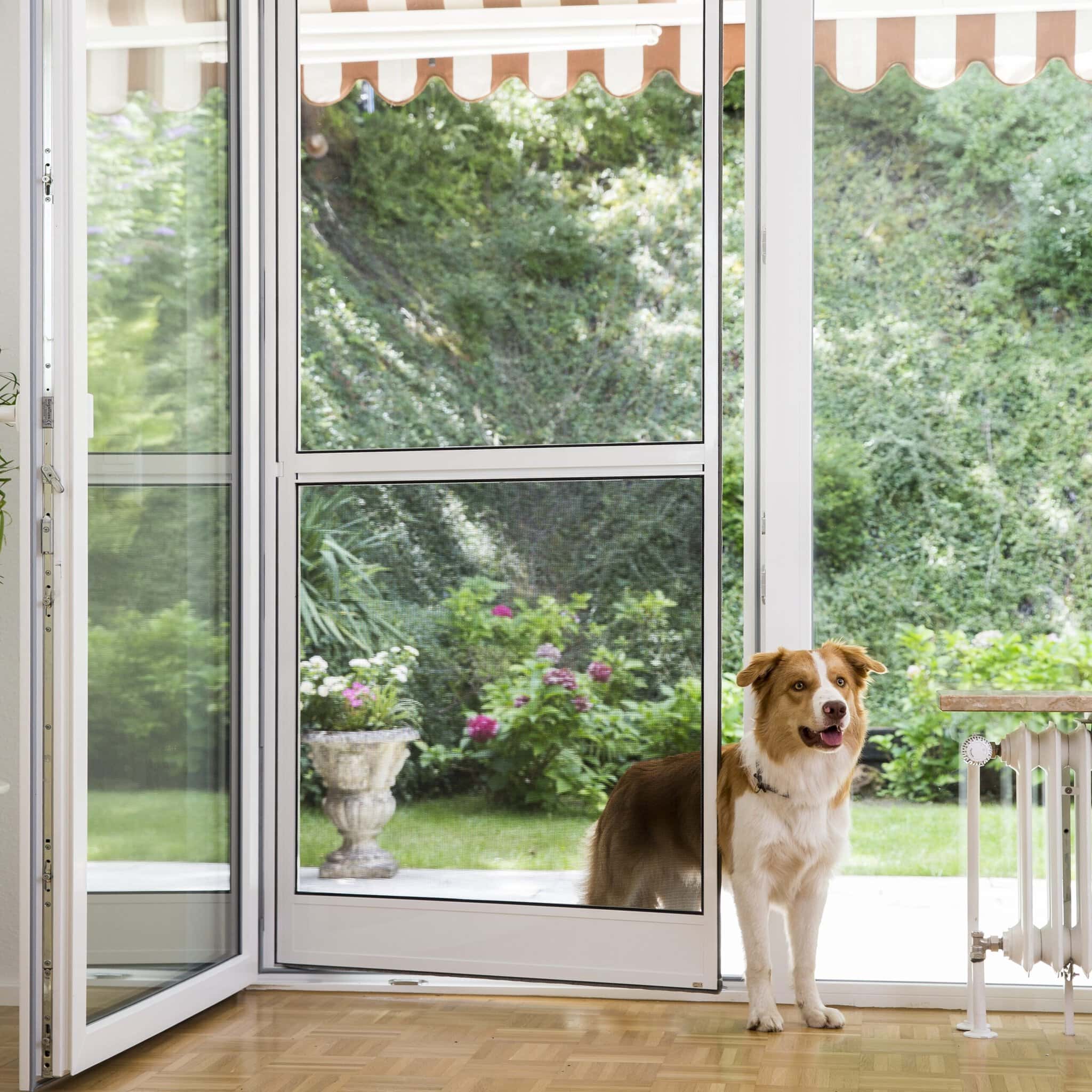 asset_id_87707edf553529489e5afad1d61710bd Insektenschutz-Pendeltür für Haushalte mit Hund und Katze